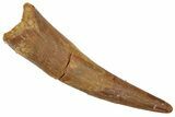 Fossil Pterosaur (Siroccopteryx) Tooth - Morocco #216963-1